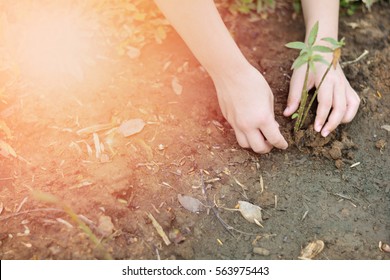 World environment day and World Day to Combat Desertification and Drought. Reforestation eco bio arbor ecosystems reforestation concept. Child's hands growing  seeding plant,natural ecology concept.