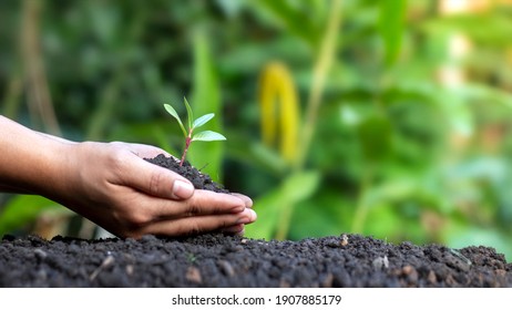 World environment day concept with girl holding small trees in both hands to plant in the ground.