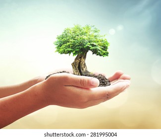 World Environment Day Concept: Human Hands Holding Big Tree Over Blurred Abstract Beautiful Green Nature Background