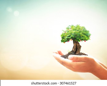 World environment day concept: Human hands holding fruitful plant on blurred abstract beautiful sunset background - Shutterstock ID 307461527