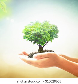World environment day concept: Human hands holding growing tree or plant in the shape heart with soil on blurred abstract beautiful sunset background - Shutterstock ID 313029635