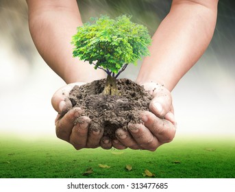 World Environment Day Concept: Human Hand Holding Growing Heart Shape Of Tree On Blurred Nature Background