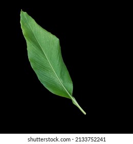 World Environment Day Concept. Leaf With Black Color Background. Nature Photo Object