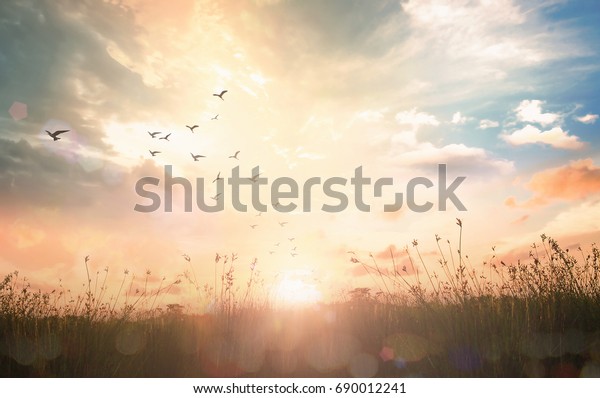 World environment day\
concept: Silhouette birds flying on meadow autumn sunrise landscape\
background