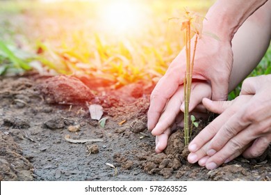 World environment day reforesting eco bio arbor CSR ESG ecosystems reforestation concept.Image of hands of father and daughter child growing tree on soil. Parent and child planting nature together.
