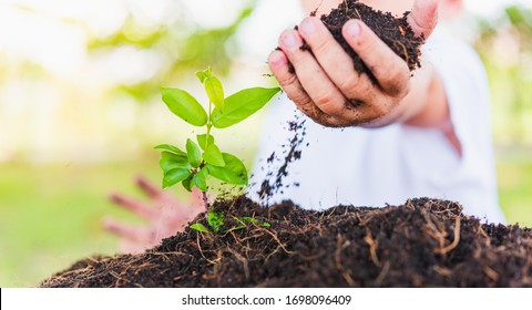World Environment Day Environment and Save World Concept, Hand of Asian cute cheerful little child boy planting young tree on black soil on green garden background