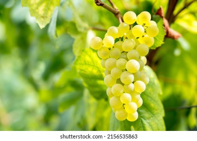 World Famous Champagne Vineyards In France