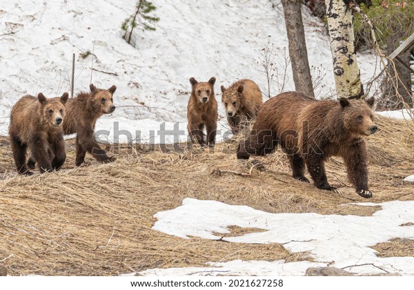 World Famous Grizzly Bear 399 Her Stock Photo 2021627258 | Shutterstock