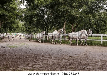 Similar – Lipizzaner, Pferderasse, Slowenien, Europa