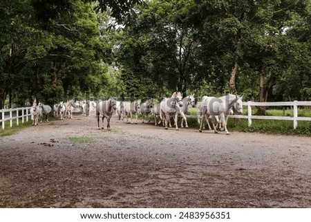 Lipizzaner, Pferderasse, Slowenien, Europa