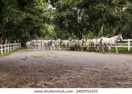 Similar – Lipizzaner, Pferderasse, Slowenien, Europa