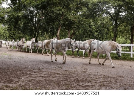 Similar – Lipizzaner, Pferderasse, Slowenien, Europa