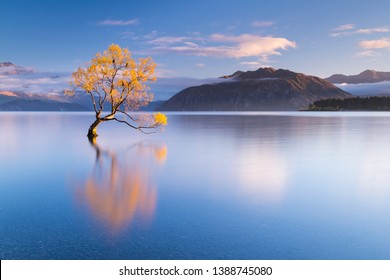 The world famous Wanaka Tree in Autumn with some beautiful morning light not long after sunrise.