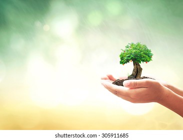 World food day concept: Human hands holding grow fruitful tree over blurred forests background - Shutterstock ID 305911685