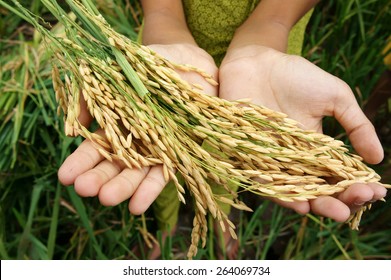 World Food Security, A Global Problem, Famine At Africa, Children Need To Help, Poor People Need Food To Live, Kid Hand With Sheaf Of Paddy On Asia Rice Field