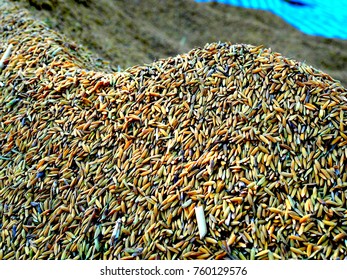 World food security, a global problem, famine at africa, children need to help, poor people need food to live, kid hand with sheaf of paddy on Asia rice field