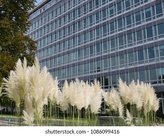 World Health Organization In Geneva - Organisation Mondiale De La Santé à Genève - Sept 2017