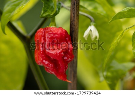 world hottest chili, Carolina Reaper, super hot, green background