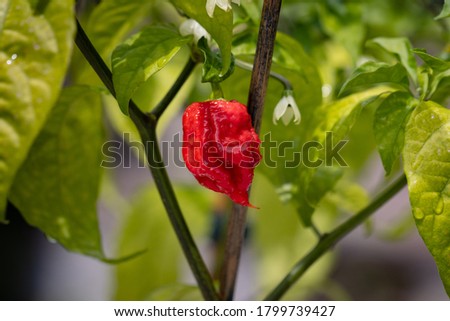 world hottest chili, Carolina Reaper, super hot, green background