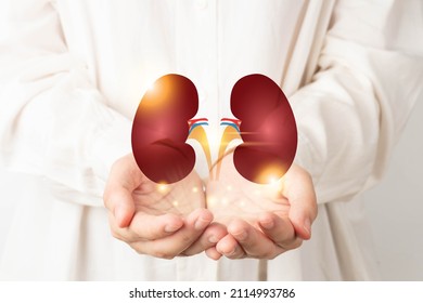 World kidney day. Doctor hands holding healthy kidney anatomy. Kidney disease treatment, renal transplant or organ donation concept.