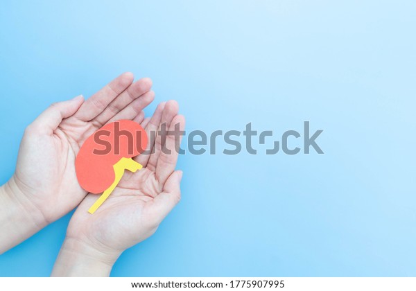 World kidney day. Human
hands holding healthy kidney shape made from paper on light blue
background. Kidney disease treatment and renal transplant concept.
Copy space.
