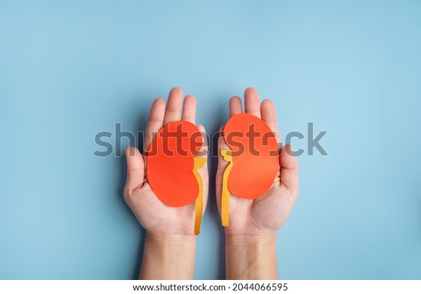 World kidney day. Human\
hands holding healthy kidney shape made from paper on light blue\
background.