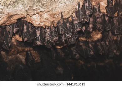 World Largest Fruits Bats .Approximately 1.8 Million Geoffroy’s Rousette Fruit Bats (rousettus Amplexicaudatus) Inhabit The Bat Cave On Samal Island,Philippines