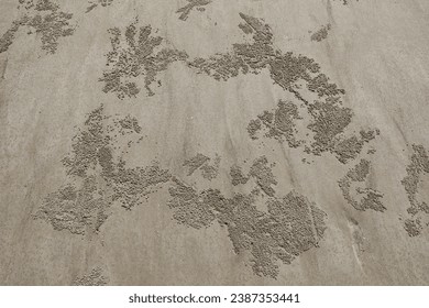 a world map of the sandy beach drawn by crabs