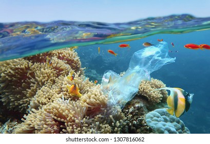 The world ocean pollution. Beautiful tropical coral reef with sea anemones, clownfish and colorful coral fish - polluted with plastic bag. The sea surface view. Environmental protection concept
