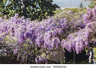 The World Oldest Wistaria Blossom At Sierra Madre, California