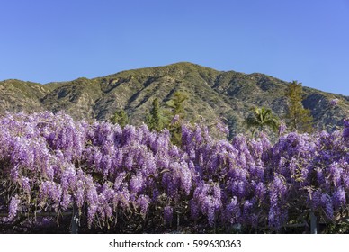 The World Oldest Wistaria Blossom At Sierra Madre, California