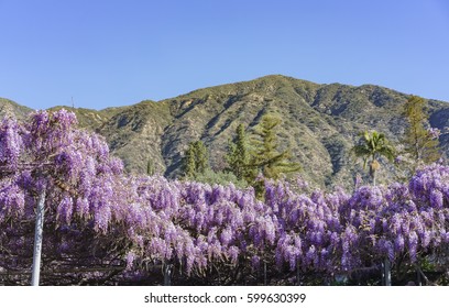 The World Oldest Wistaria Blossom At Sierra Madre, California