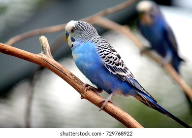 World of Parakeets - Shutterstock ID 729768922