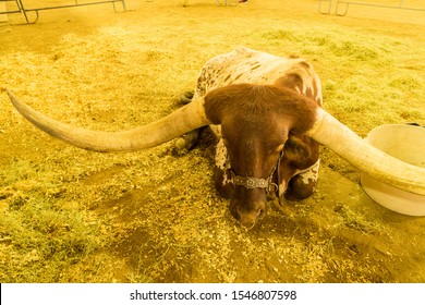 World Record Longhorn Steer Relaxing At Stock Show In Texas