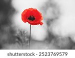 World War remembrance day. Red poppy is symbol of remembrance to those fallen in war.