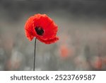 World War remembrance day. Red poppy is symbol of remembrance to those fallen in war.