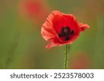 World War remembrance day. Single Red Poppy with a blurred green background