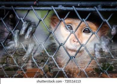 World Wild Animal Protection Is Important. The Main Cause Of Extinct, Especially The Gibbons Is The Invasion Of The Wild And Deforestation By Human.