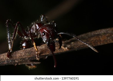 World's Most Painful Insect Bullet Ant Named For Its Extremely Potent Sting (Paraponera Clavata) From Costa Rica
