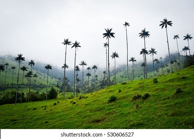 World's tallest palm trees, Colombia