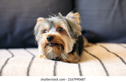 The Worlds Tiniest Couch Potato. Shot Of An Adorable Dog Relaxing On A Couch At Home.