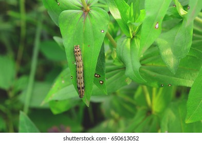 Asticot Images Stock Photos Vectors Shutterstock Asticot Images Stock Photos Vectors Shutterstock