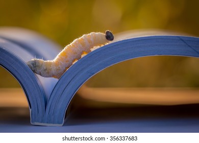 Worm, Book, Book Worm On Natural Background Morning Solar Light, Fun.