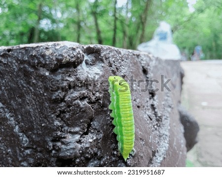 worm caterpillar green worm invertebrate green tea worms