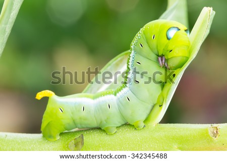 Worm the caterpillars eating leaves and stems of plants.