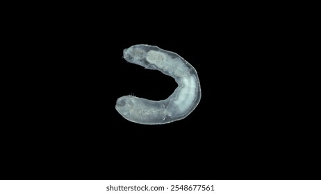 Worm Chaetogaster sp. under the microscope, class Oligochaeta. Lives in fresh water. They feed by organisms: algae, Ostracoda, Rotifera, Cladocera ...