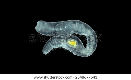 Worm Chaetogaster sp. under the microscope, class Oligochaeta. Lives in fresh water. They feed by organisms: algae, Ostracoda, Rotifera, Cladocera ...