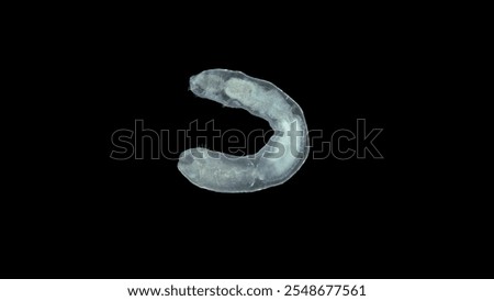 Worm Chaetogaster sp. under the microscope, class Oligochaeta. Lives in fresh water. They feed by organisms: algae, Ostracoda, Rotifera, Cladocera ...