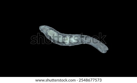 Worm Chaetogaster sp. under the microscope, class Oligochaeta. Lives in fresh water. They feed by organisms: algae, Ostracoda, Rotifera, Cladocera ...