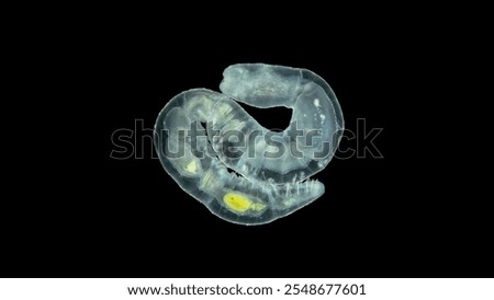 Worm Chaetogaster sp. under the microscope, class Oligochaeta. Lives in fresh water. They feed by organisms: algae, Ostracoda, Rotifera, Cladocera ...
